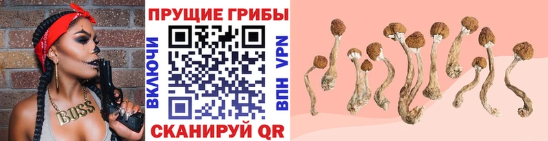 Псилоцибиновые грибы мицелий  где купить наркоту  Сосенский 